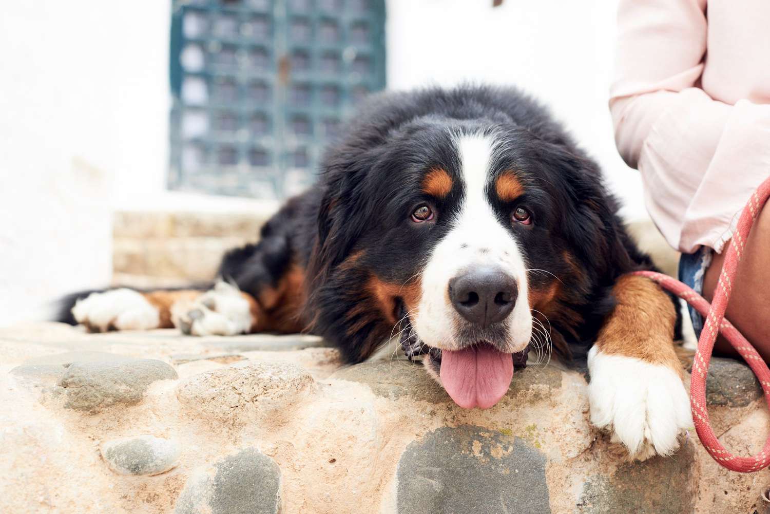 8 Things to Know About the Bernese Mountain Dog