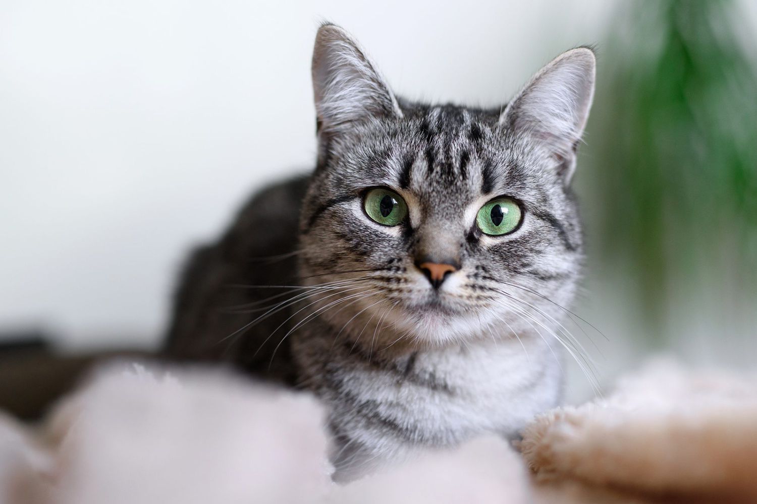 The Best Cats for Kids: 8 Kid-Friendly Cat Breeds to Consider | Daily Paws