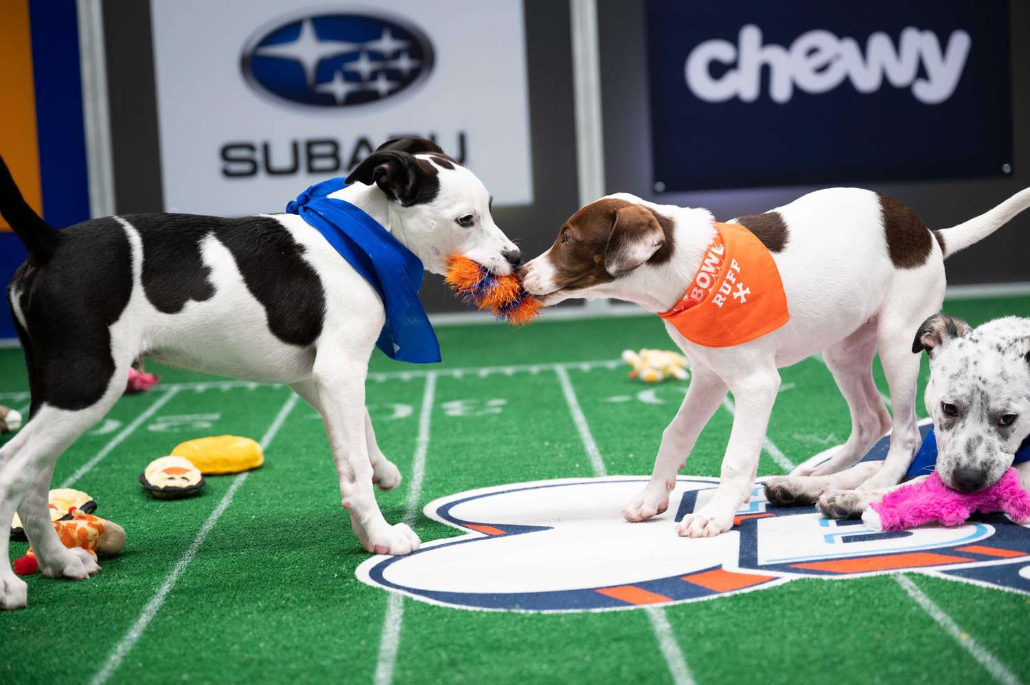 Everything You Need to Know About the Puppy Bowl