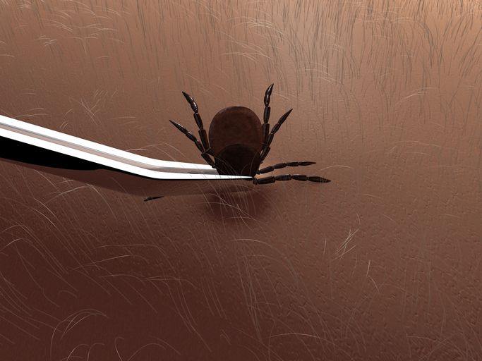 The Best&mdash;and Worst&mdash;Ways to Remove a Tick From Your Skin