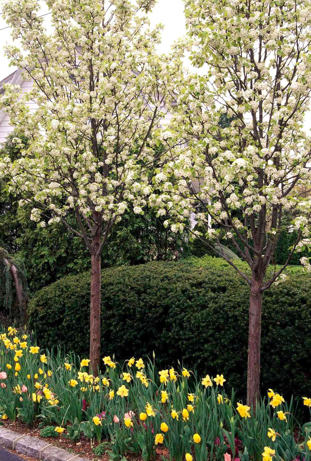 Best Trees For Landscaping Your Yard Better Homes Gardens