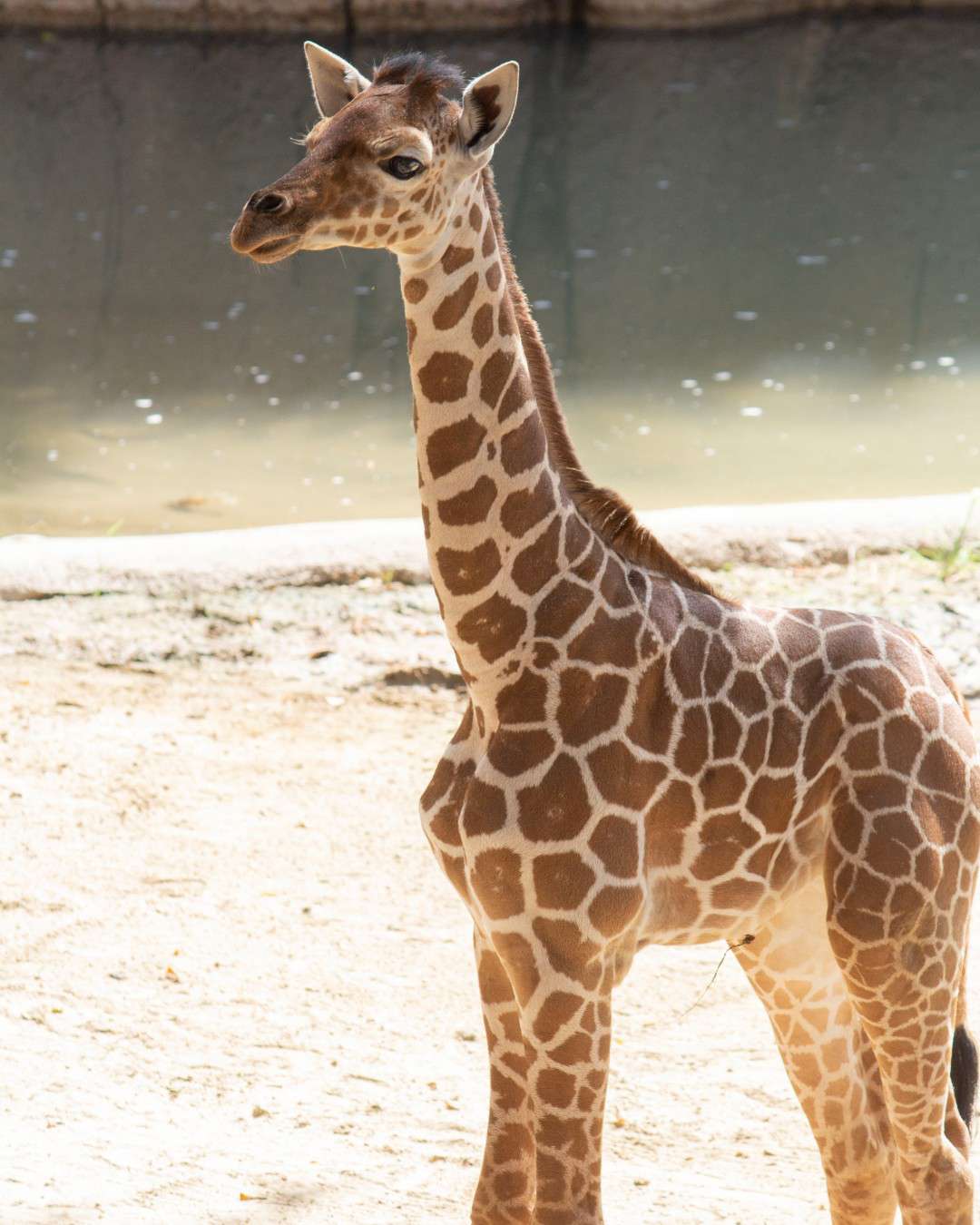 Marekani, three month old Giraffe
