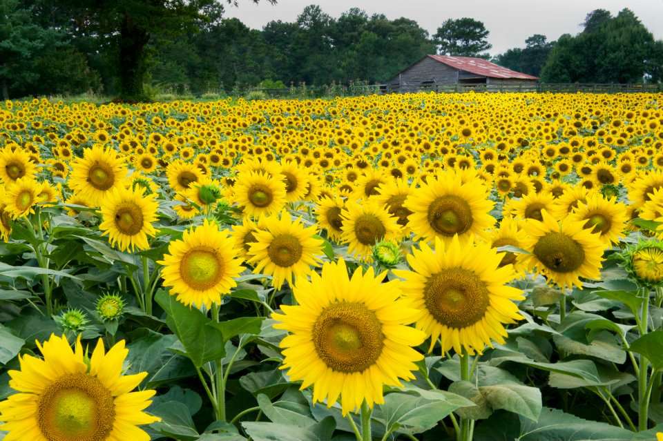 The Prettiest Sunflower Fields In The South Southern Living