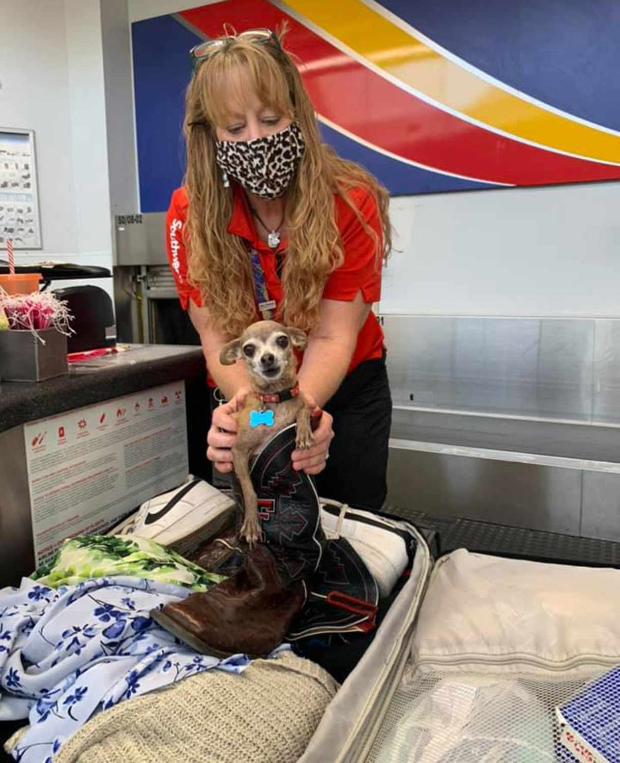 Pet Chihuahua Tries to Join Texas Couple's Vacation By Hiding in Owner's Suitcase Ahead of Trip