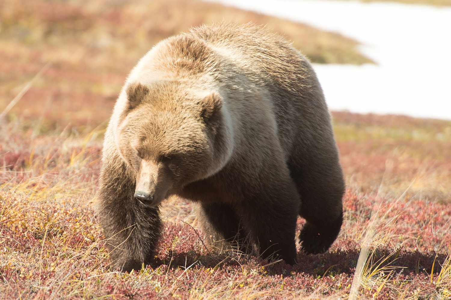 Katmai National Park's Fat Bear Week Is Here: Meet the Big Alaskan Bears Prepping for Winter