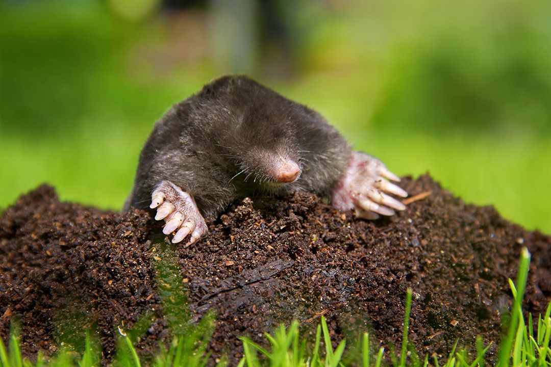 How To Get Rid Of Moles Better Homes Gardens