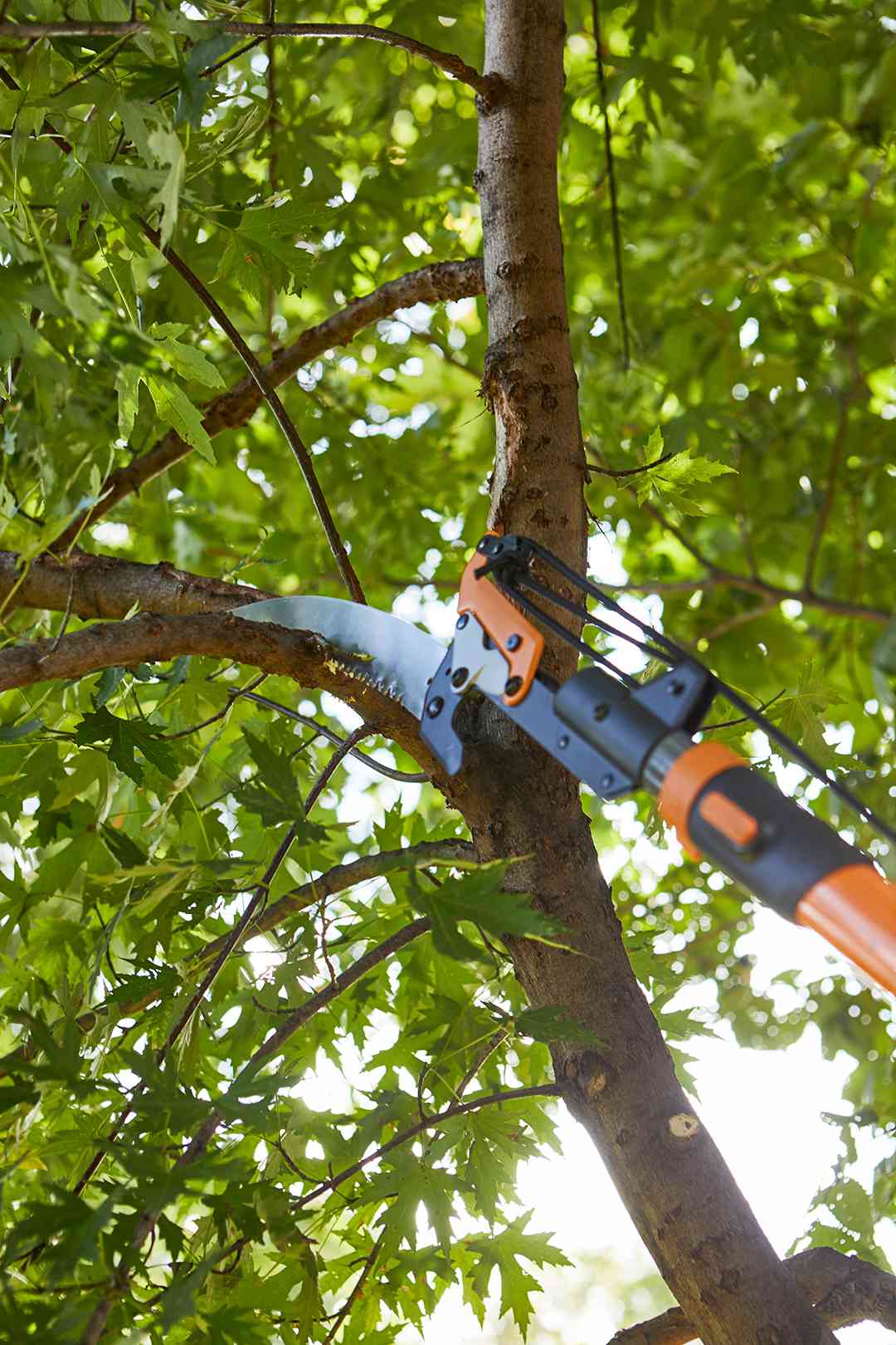 Tree Removal Townsville