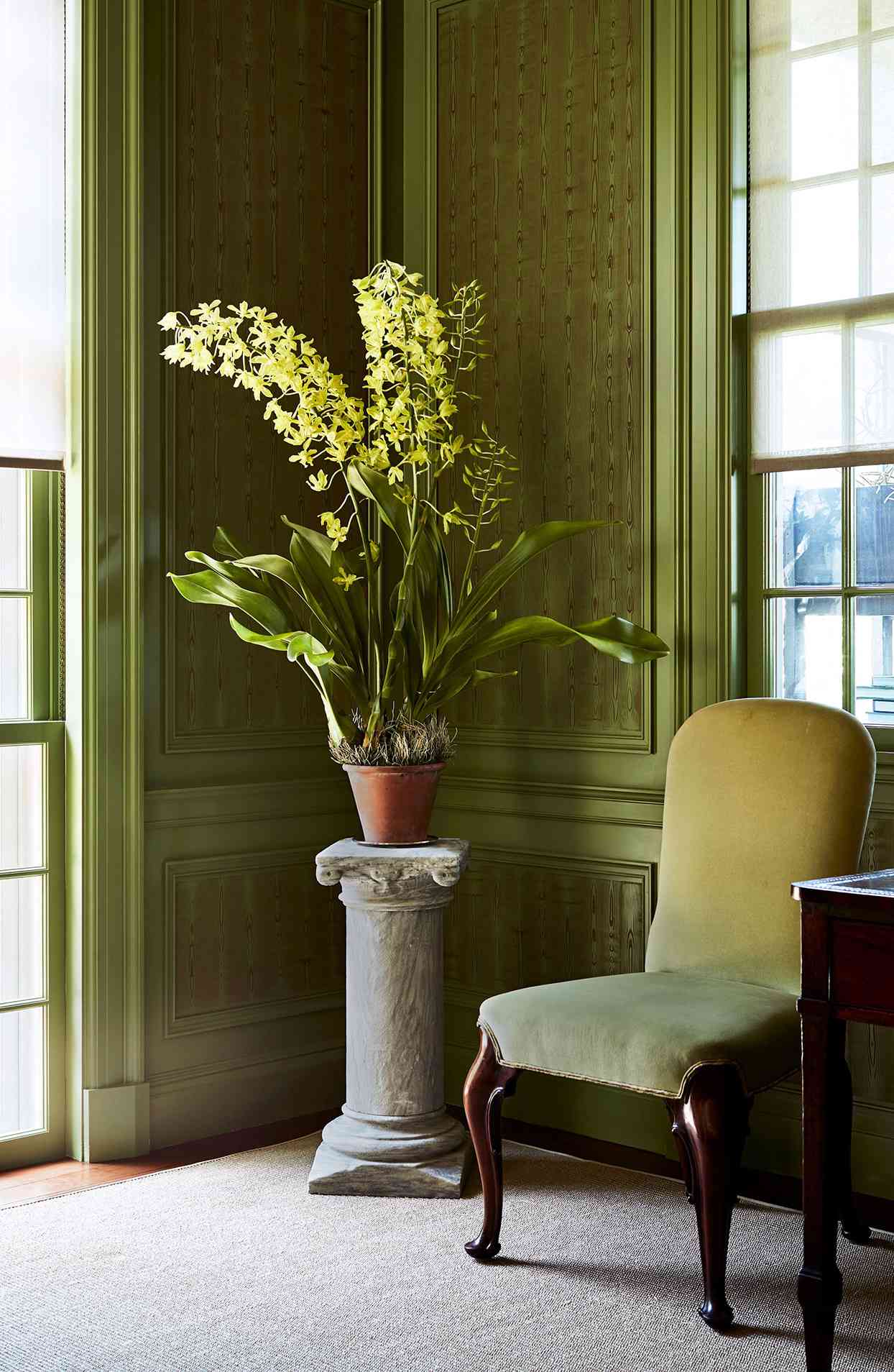 Nine of Martha Stewart's Unique, Beautiful Houseplants—Plus, a Look at How  She Displays Each | Martha Stewart