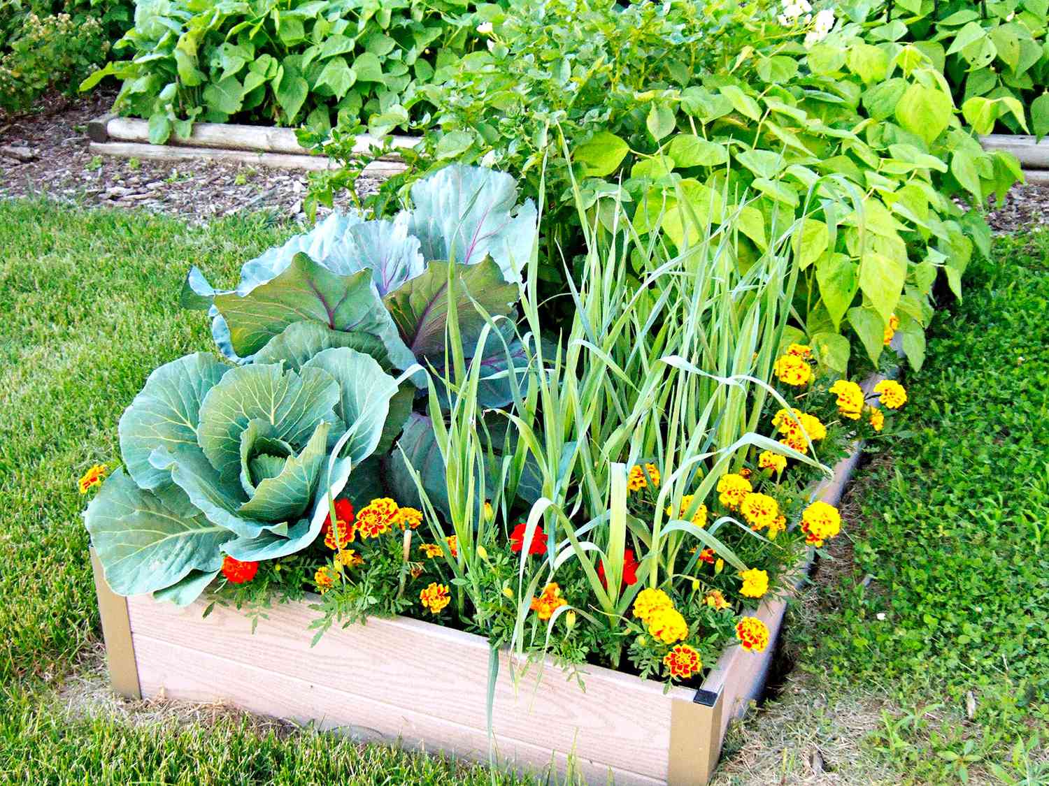 Trädgårdsgrönsaker bästa växter att sätta bredvid varandra