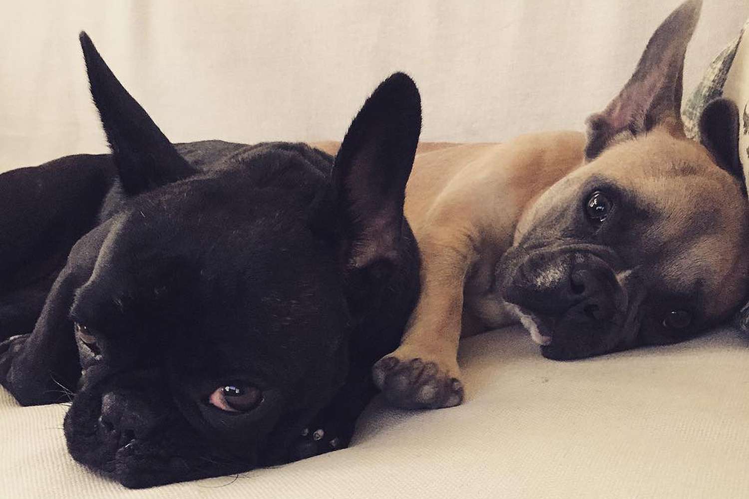 Lady Gaga Dogs Stolen: Photos from Instagram | PEOPLE.com