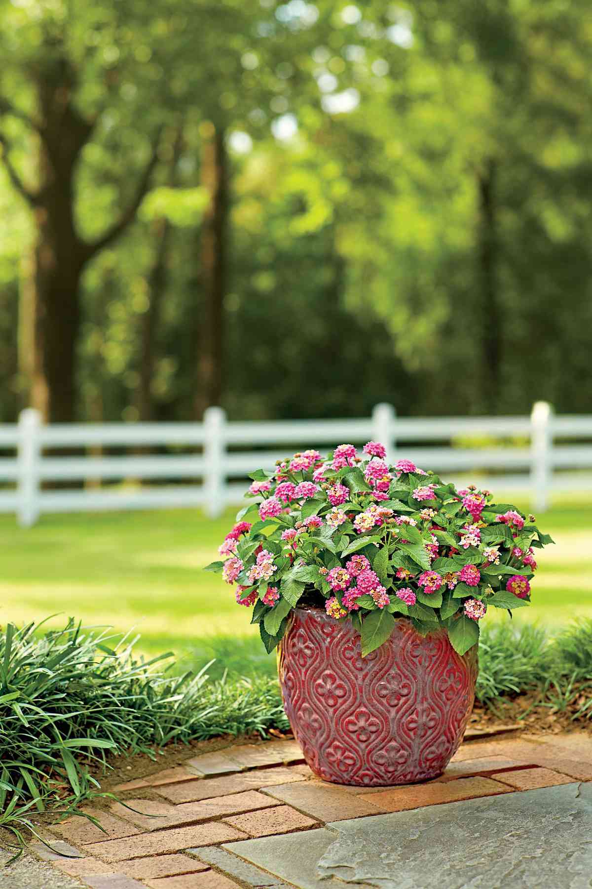 Heat Tolerant Container Gardens For Sweltering Summers Southern