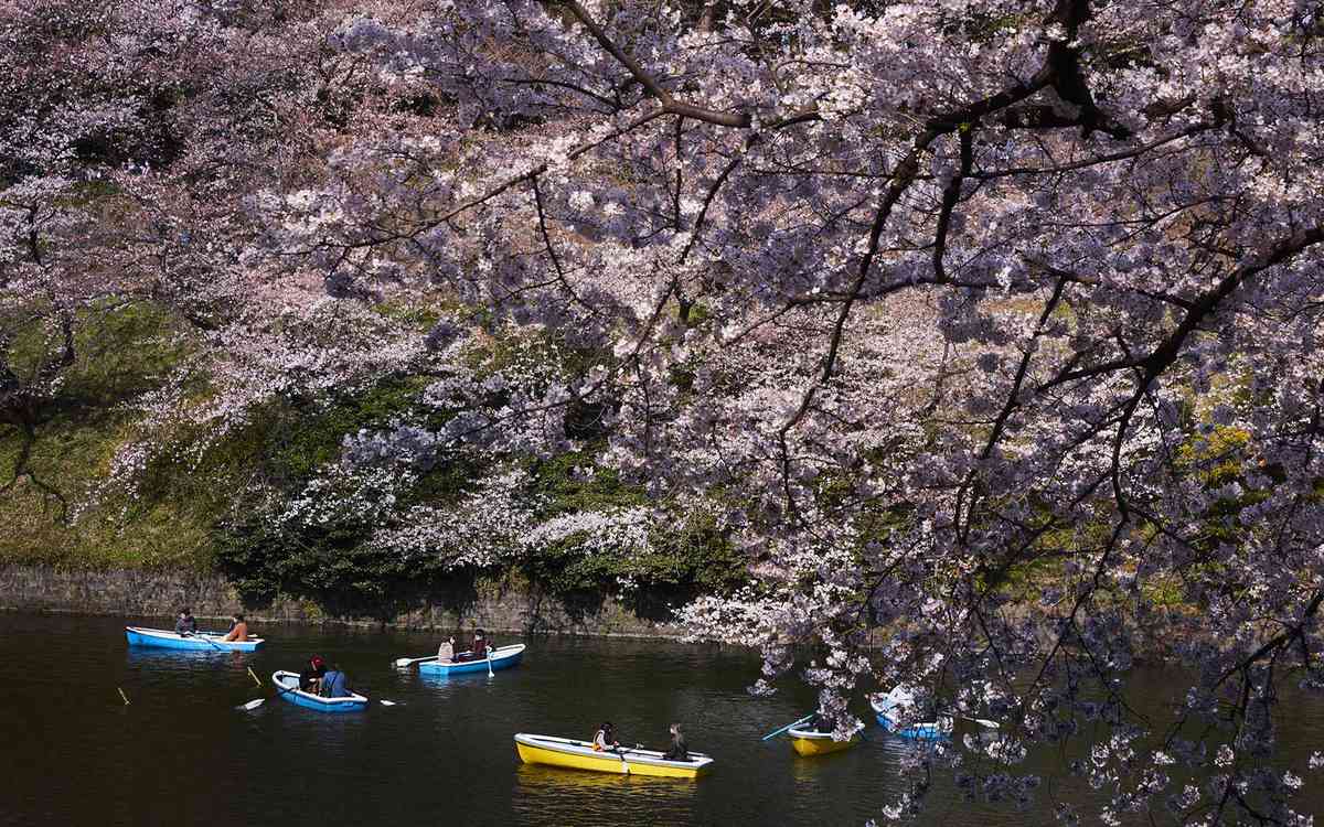 Japan S Cherry Blossoms Are In Full Bloom See The Photos