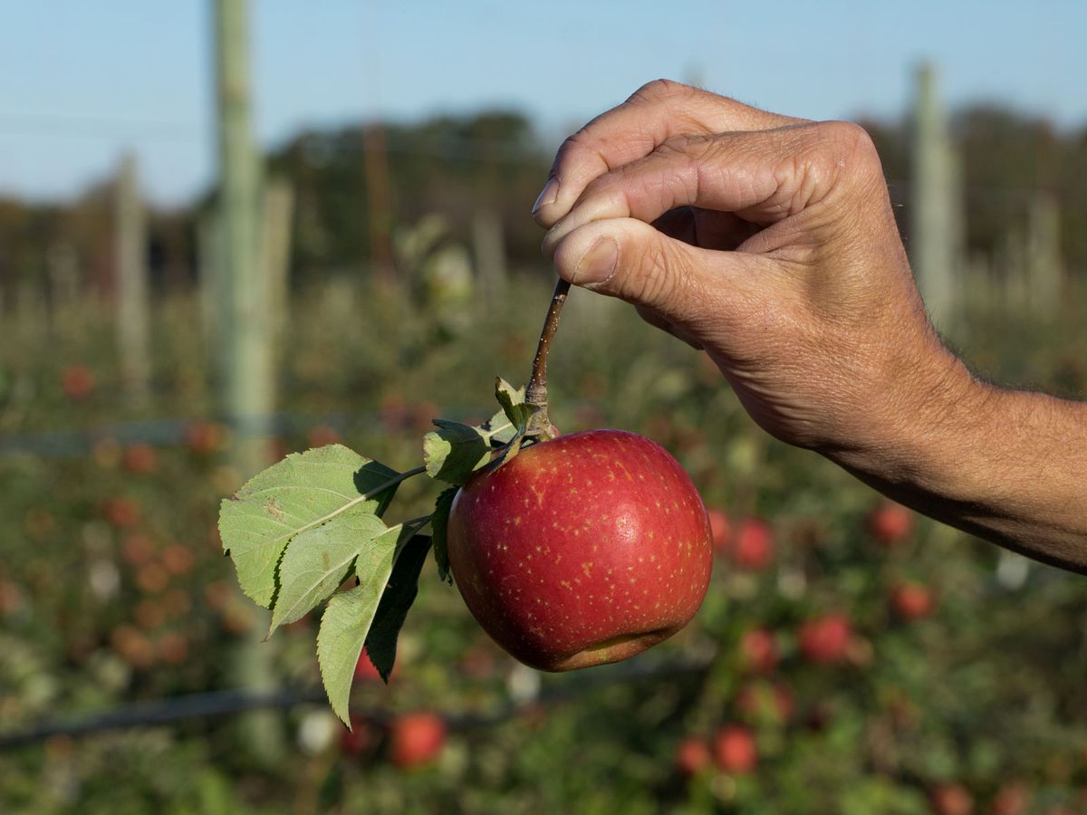 Available This Fall 3 New Apples That Will Rival The Reigning Honeycrisp Food Wine