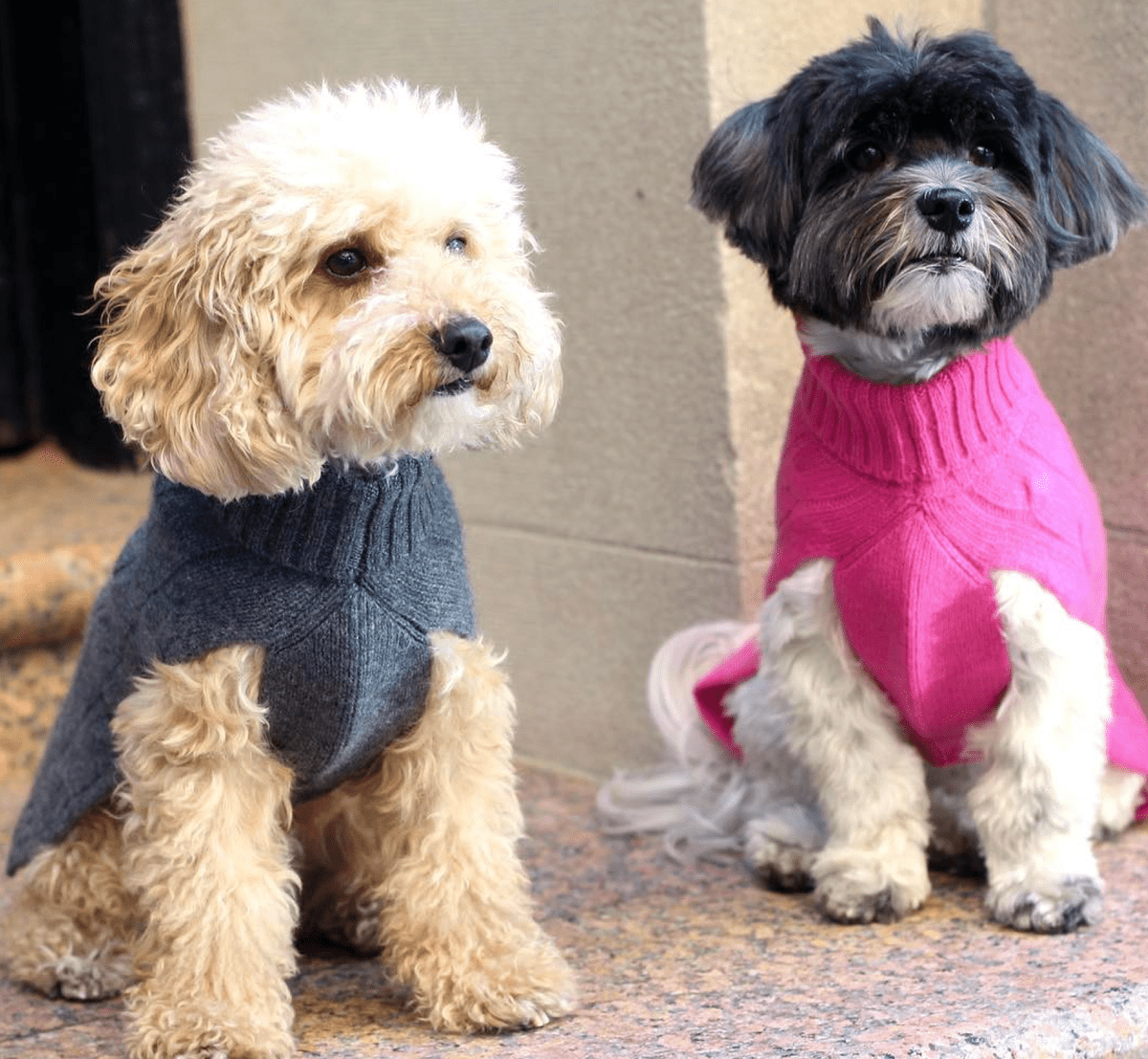 The Best Dog Clothing Brands For Stylish Pet Clothes Instyle