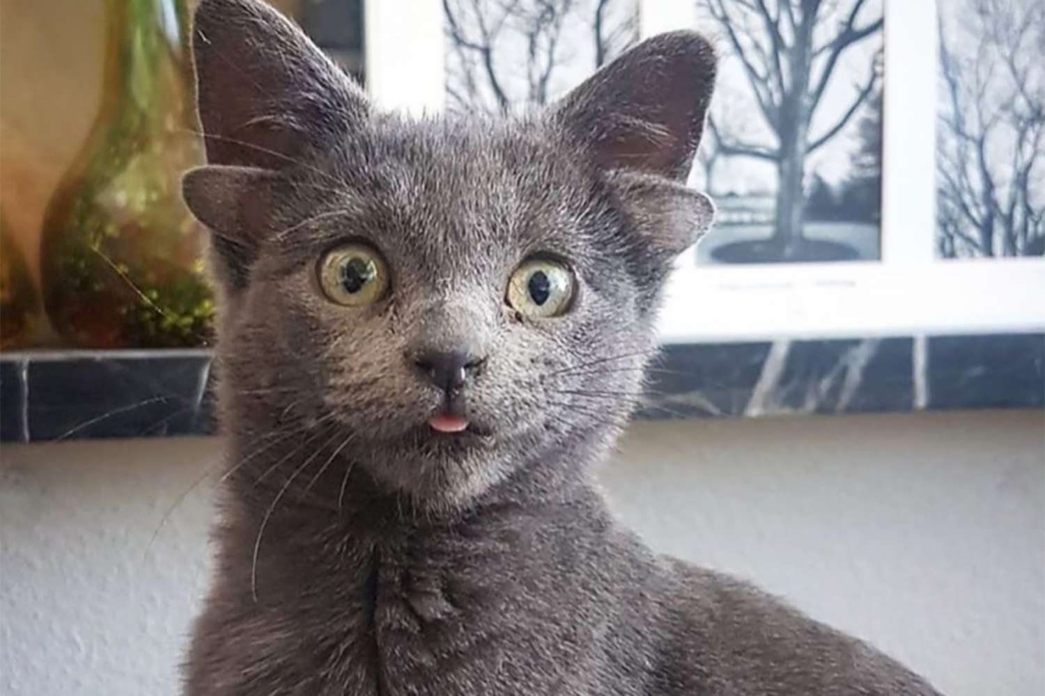Cat With 4 Ears Named Midas Becomes Instagram Sensation | Daily Paws