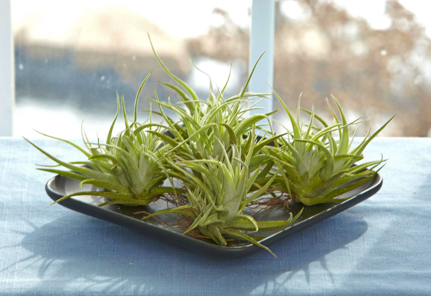How to care for air plants on driftwood