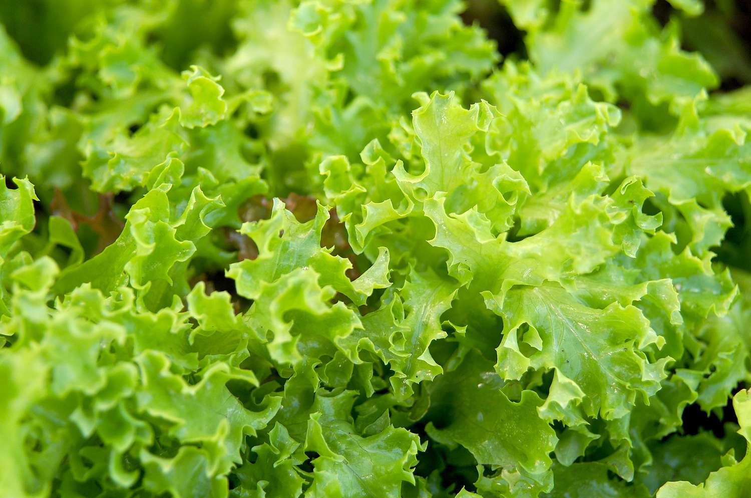 Lettuce | Better Homes & Gardens
