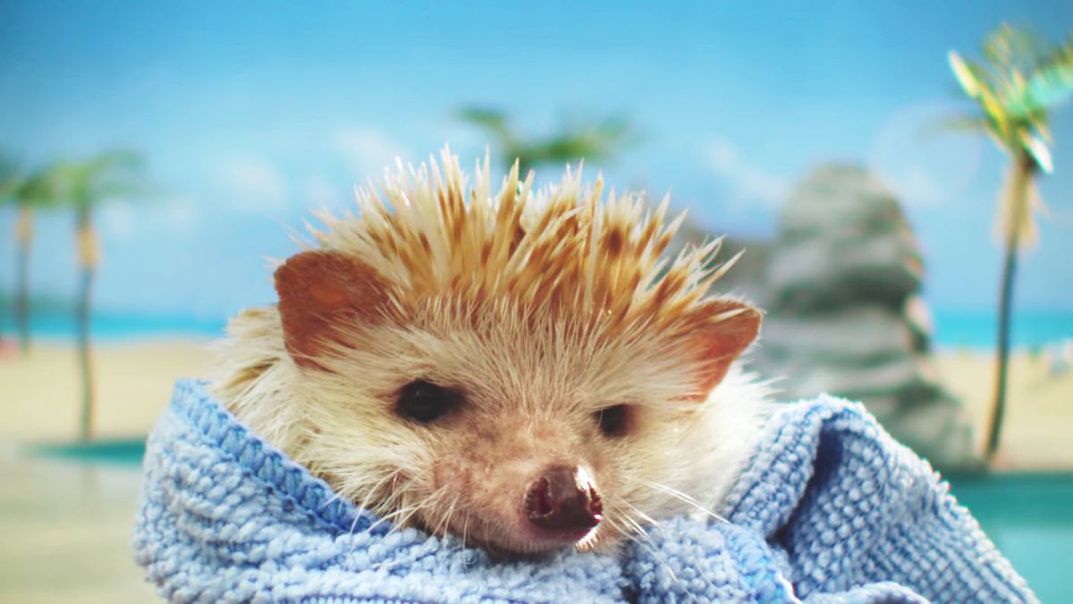 This Super Cute Hedgehog Video Has an Important Message About Your Health
