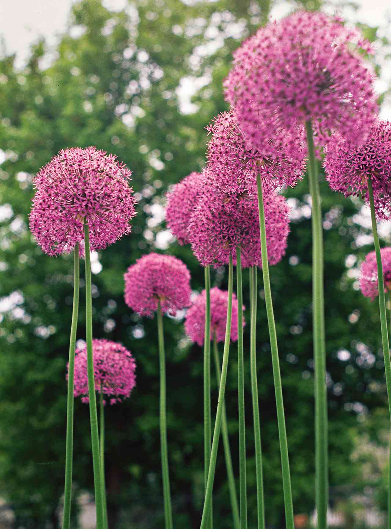 Best Allium Varieties for Your Garden | Better Homes & Gardens