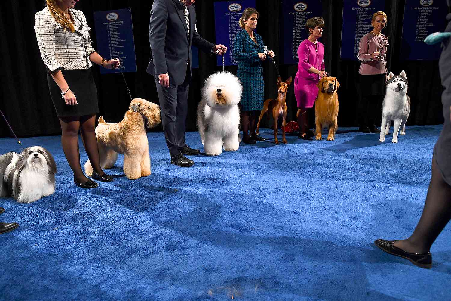 The National Dog Show Will Return in 2020 with InPerson Event