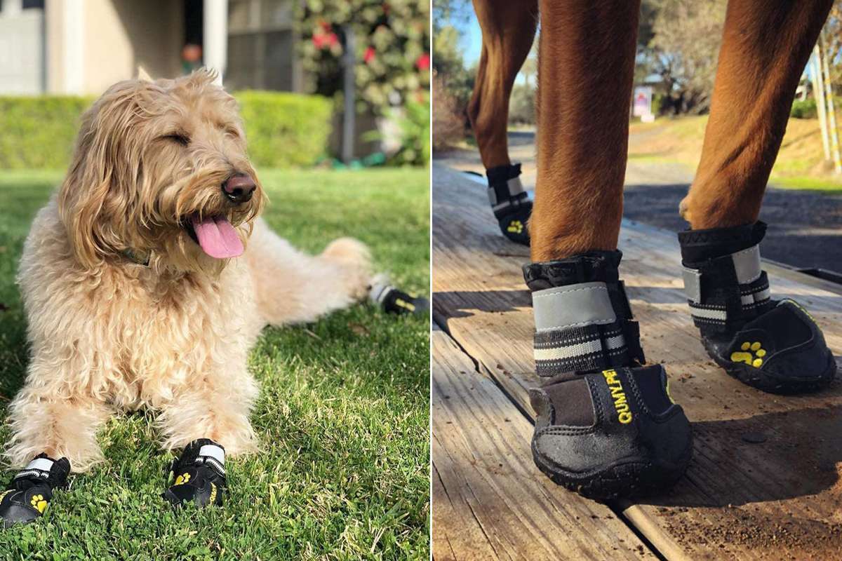 These  Dog Boots Protect Paws from Snow, Ice, and Salt in the Winter