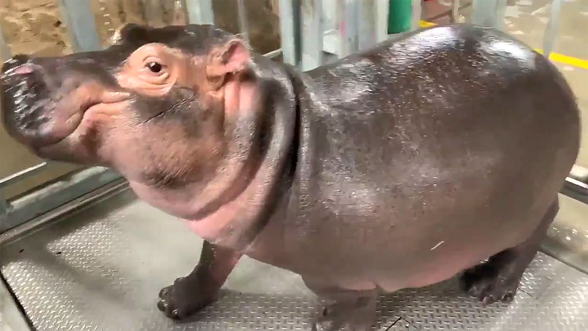 Fiona The Hippo Will Kick Off Cincinnati Zoo New Live Safari