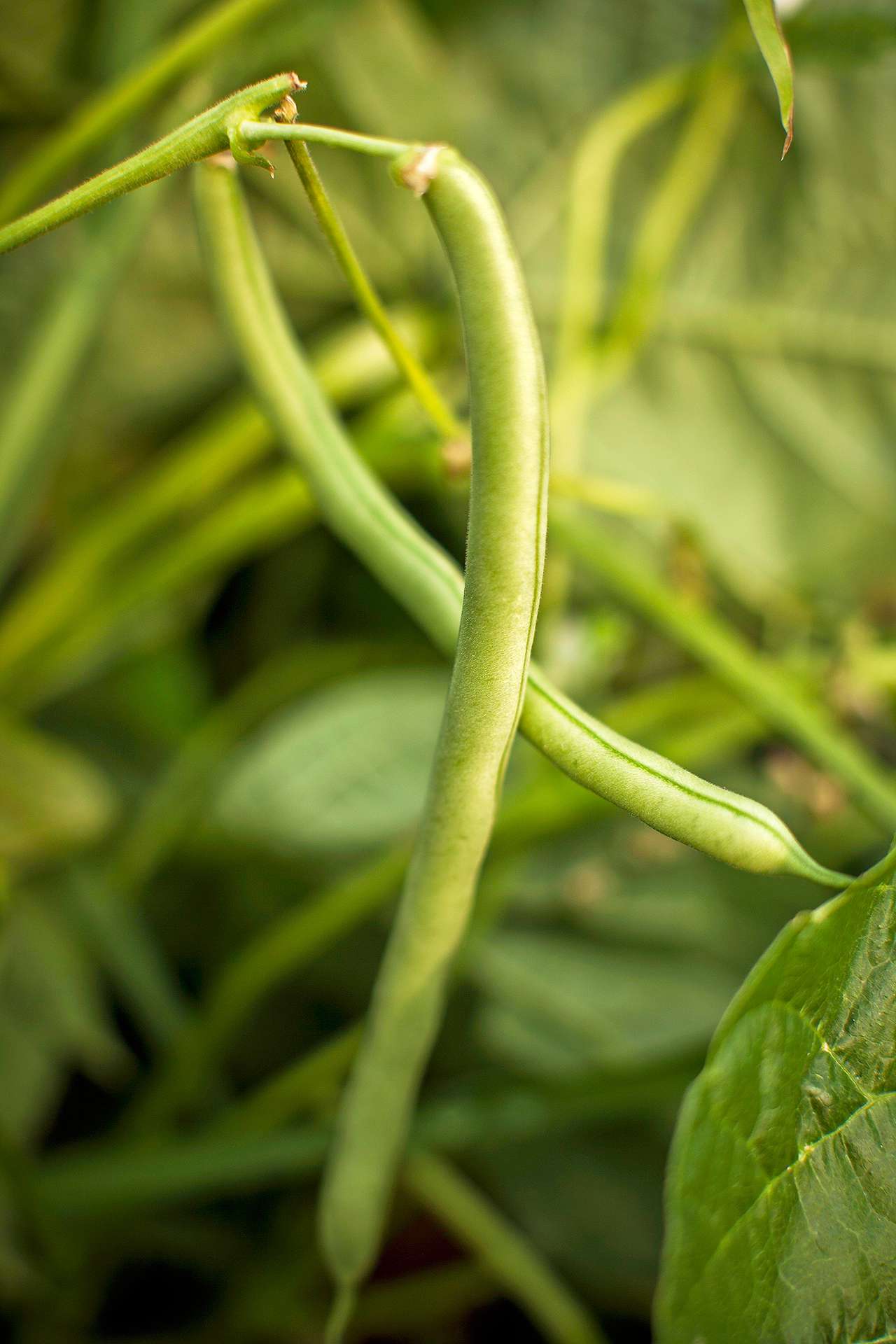 How To Grow Green Beans Your Family Will Beg For Better Homes