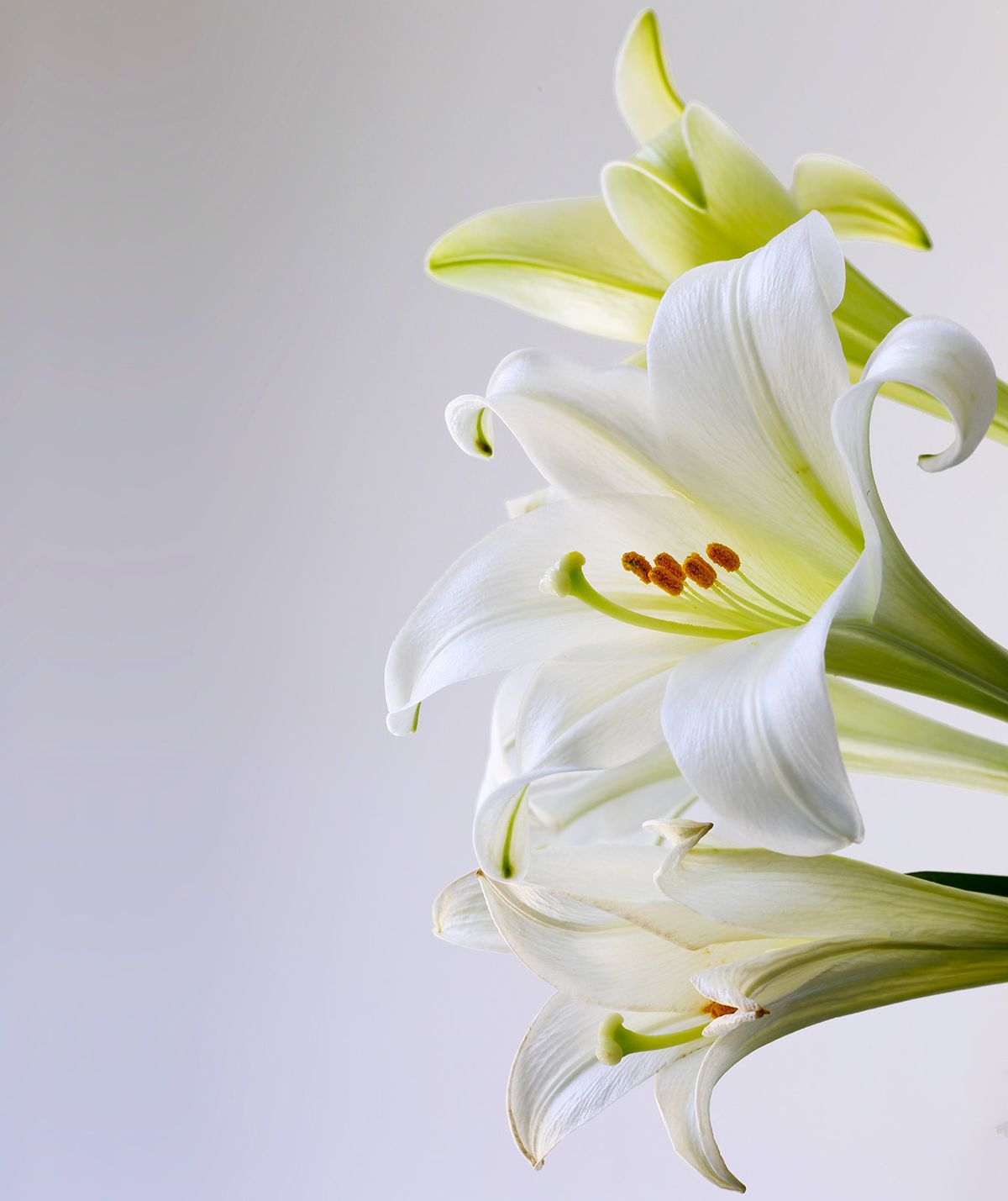 Easter Lily Care and Meaning: Everything You Need To Know | Southern Living