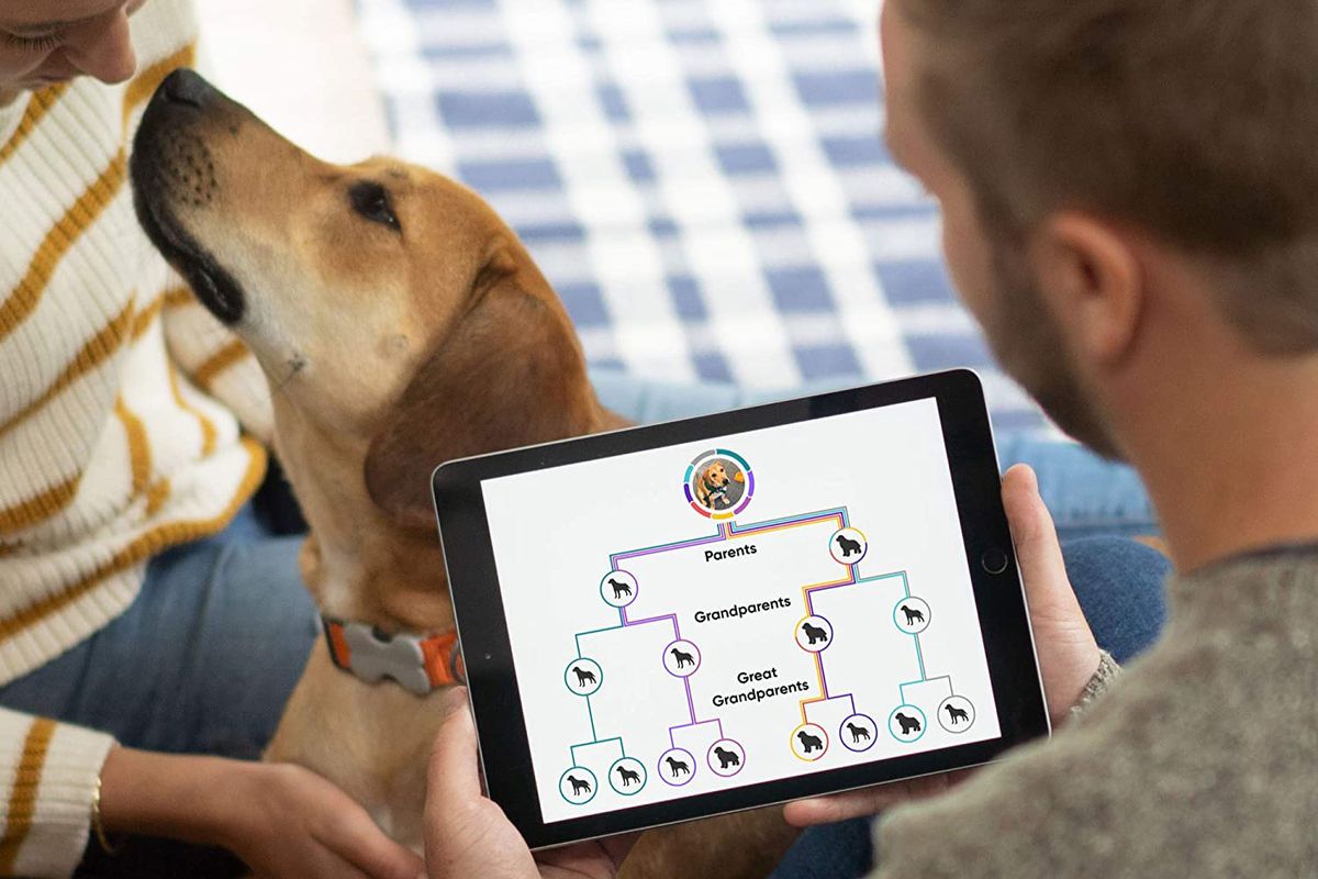 Amazon Prime Day Deals: Embark Dog DNA Testing Kits 40% Off