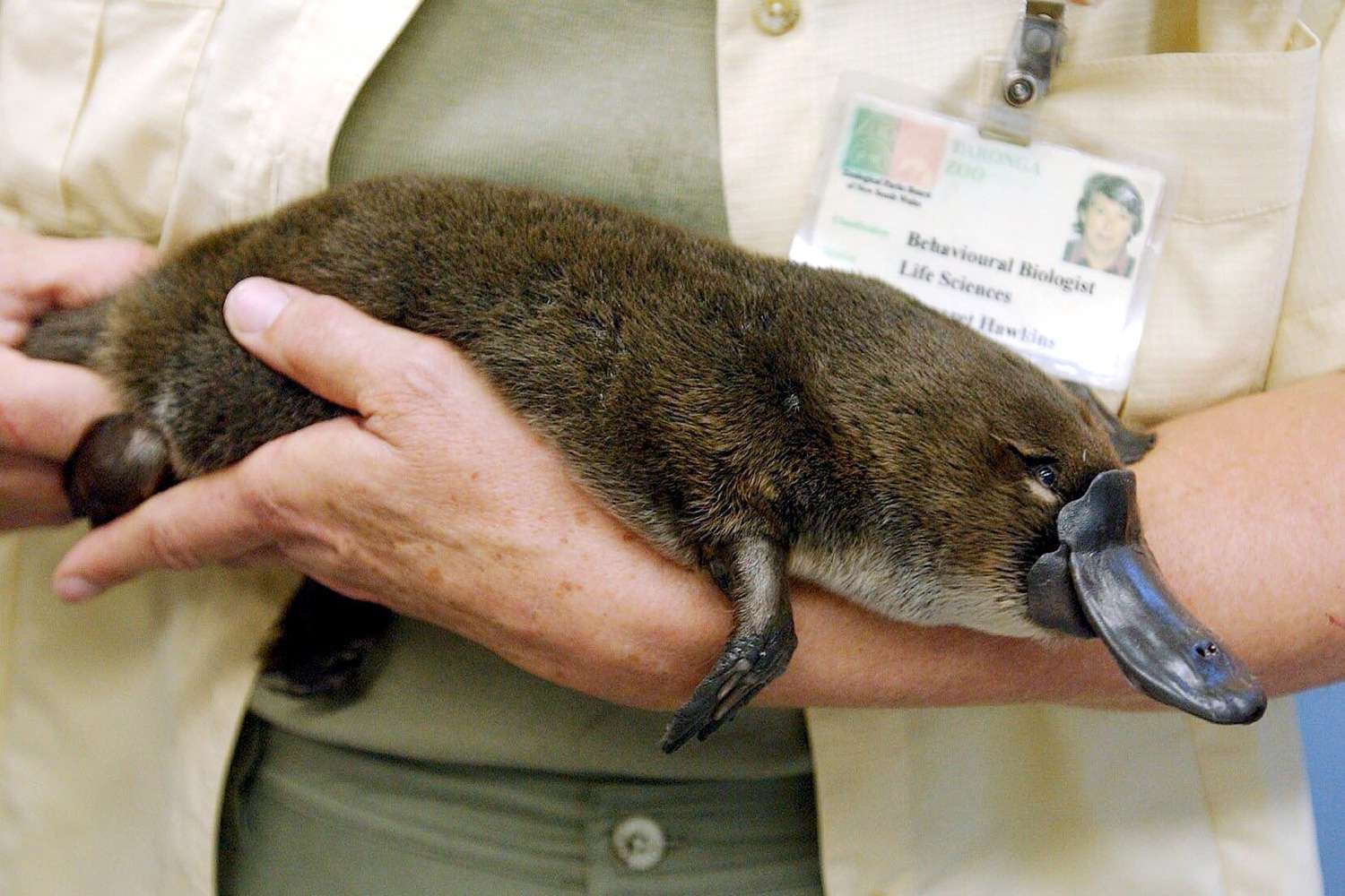 Scientists Fear Platypuses Could Go Extinct Australia Climate | PEOPLE.com