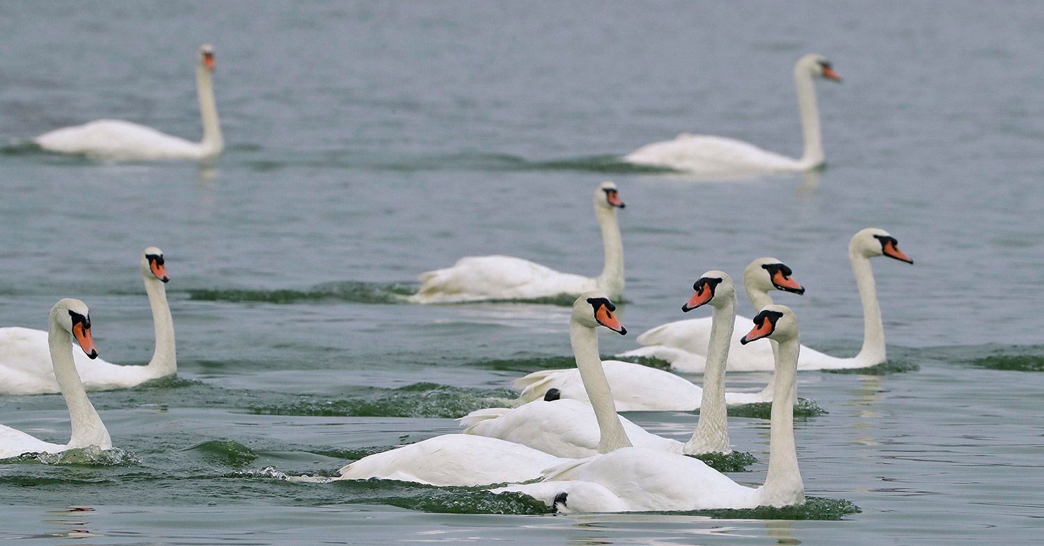Florida City Selling Swans Due to $10,000 Annual Cost to Feed Them - PEOPLE