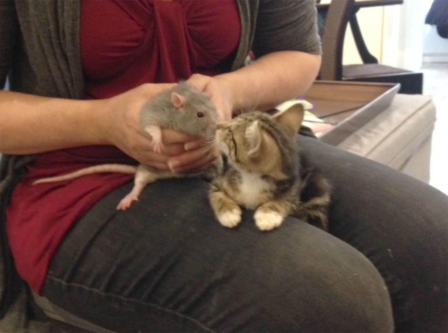 Rats Work as Nannies for Kittens at Brooklyn Cat Cafe Video