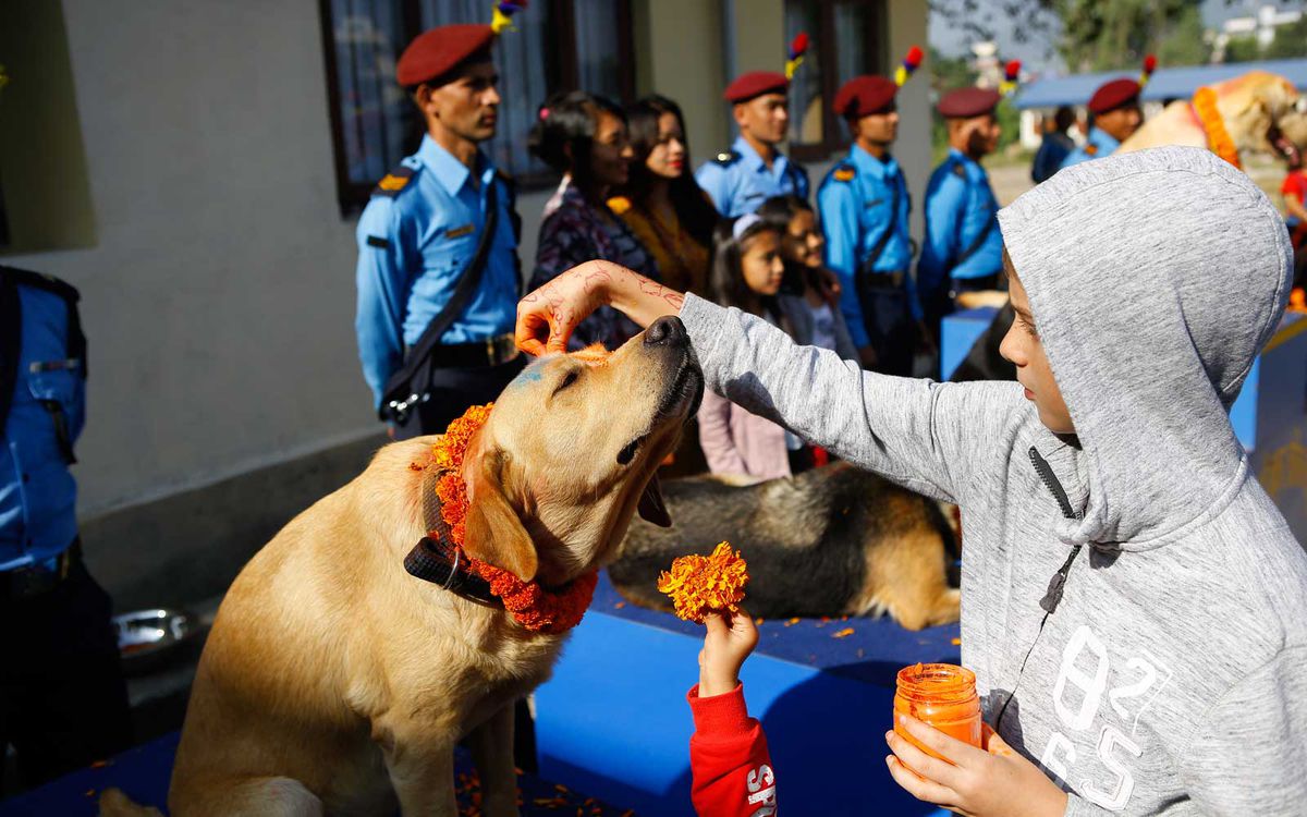 Inside Day Of The Dogs A Hindu Festival In Nepal Dedicated To Images, Photos, Reviews
