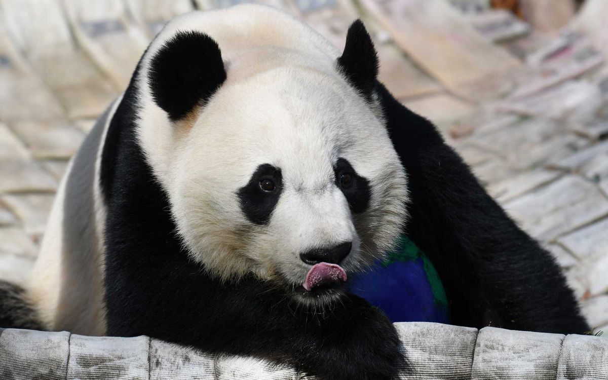 Bei Bei The Giant Panda Is Flying From D C To China On A Private