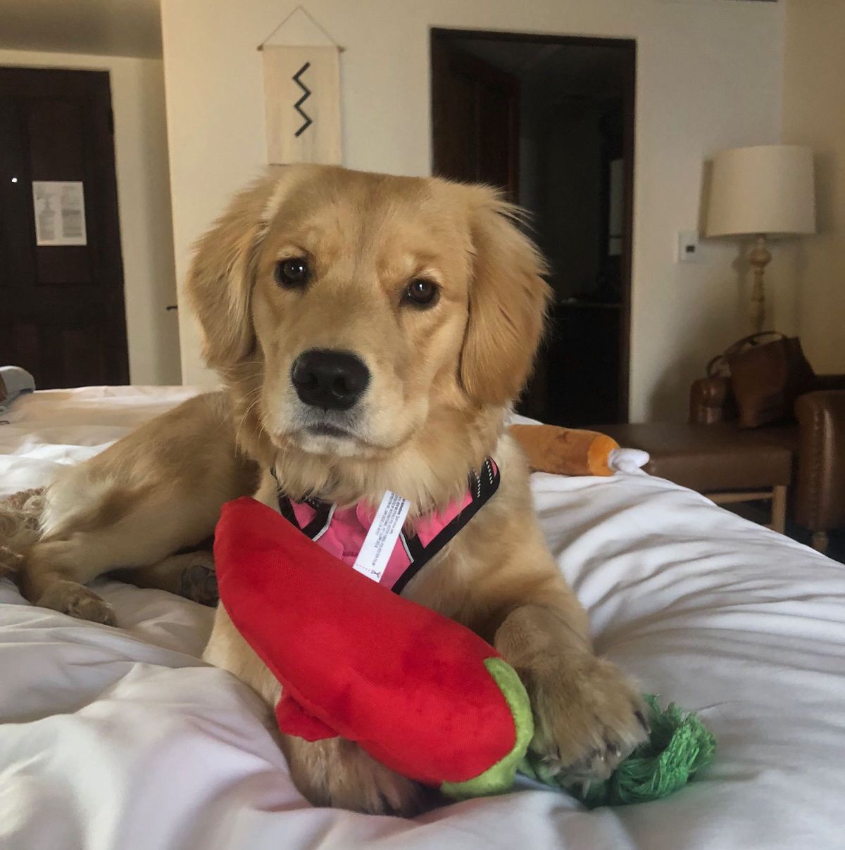 The Best Dog Friendly Hotels In The U S Travel Leisure
