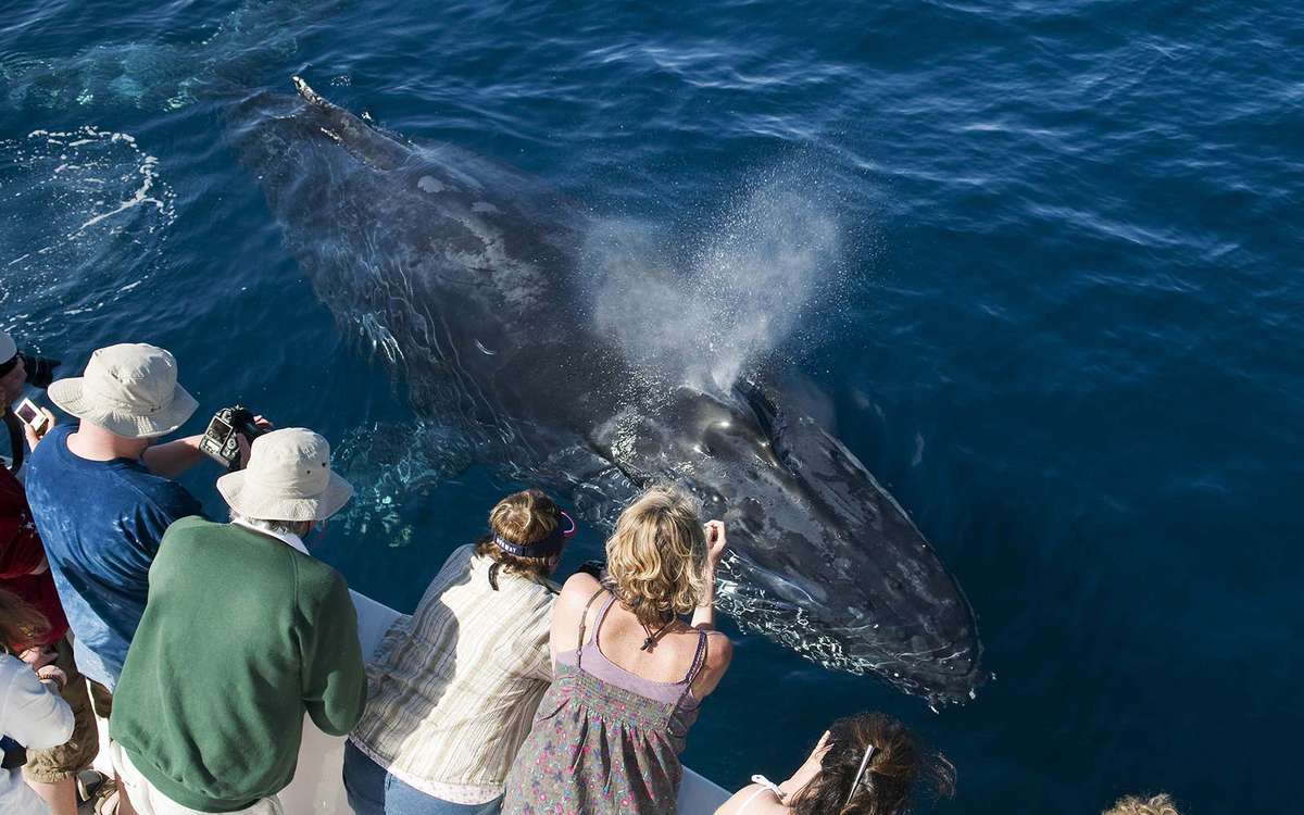 Where to Go Whale Watching in California | Travel + Leisure