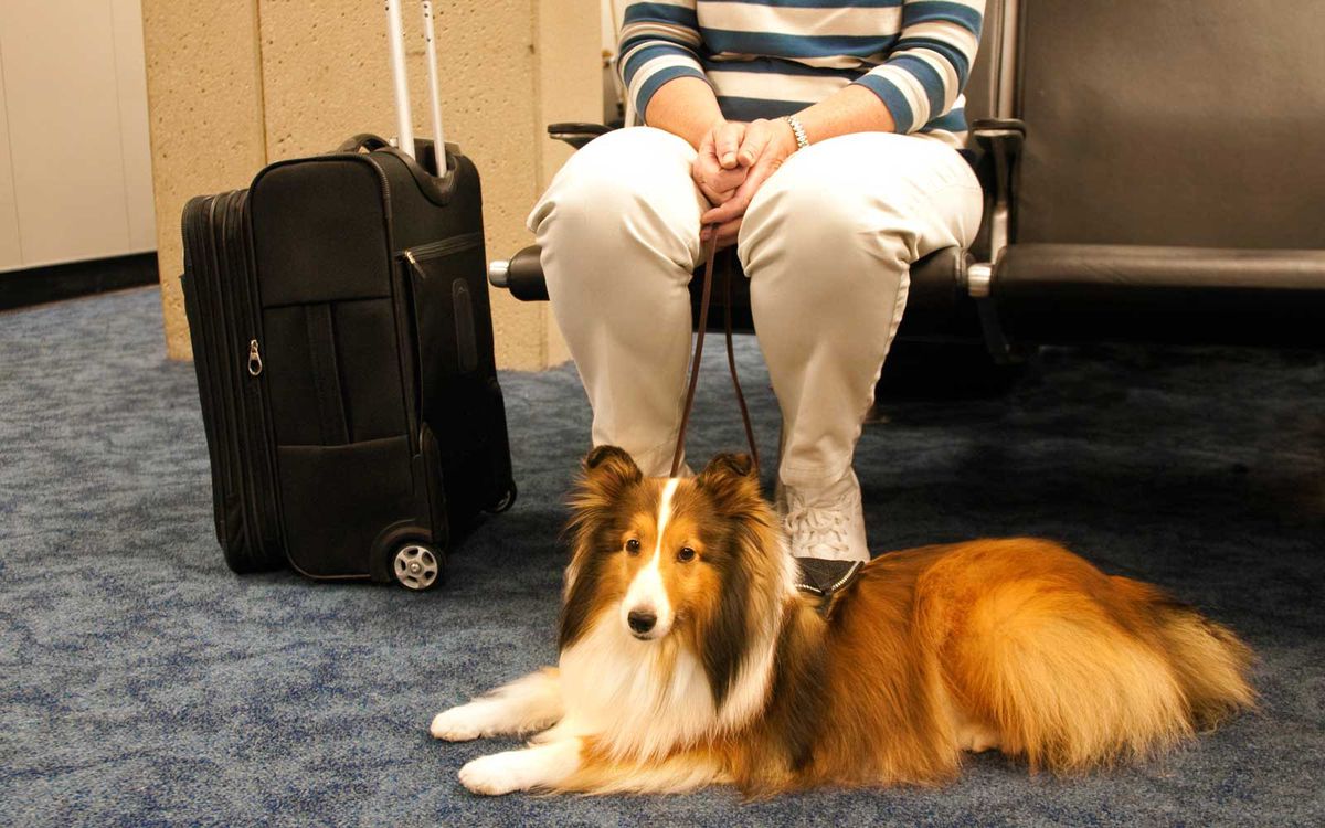 Delta's Emotional Support Animal Policy Just Got Way More Strict