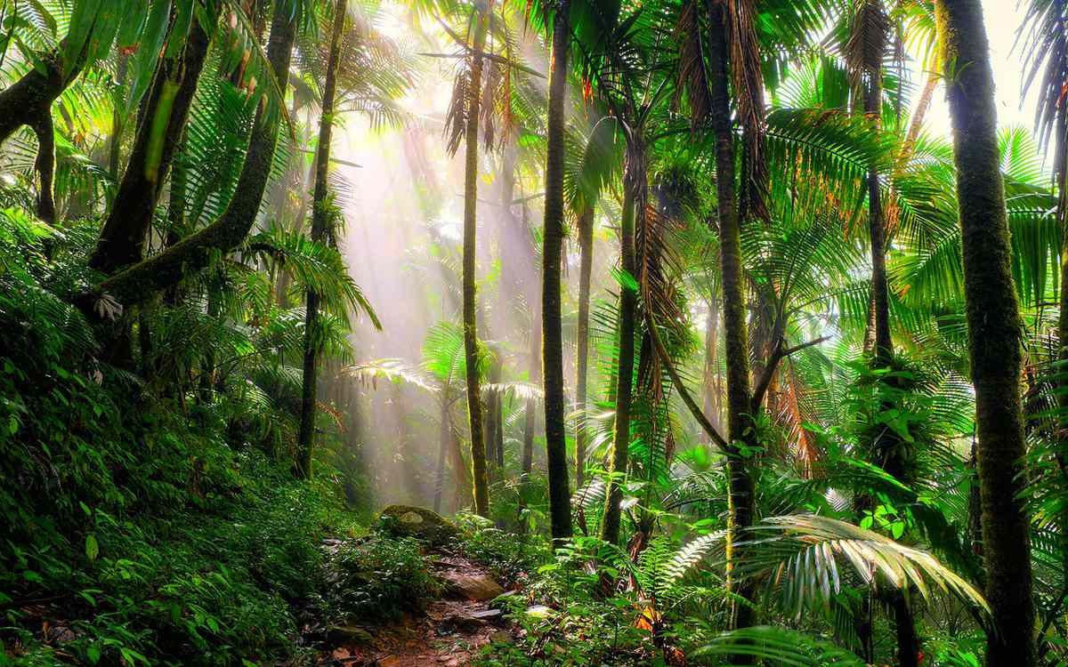 Incredible Tropical Rainforest Plants to See on Your Next Vacation ...