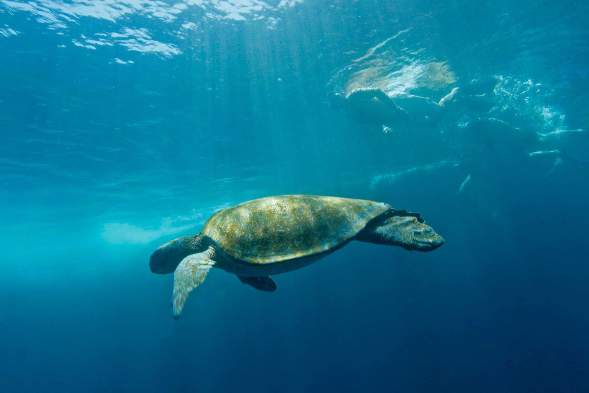 Tauchen mit Meeresschildkröten