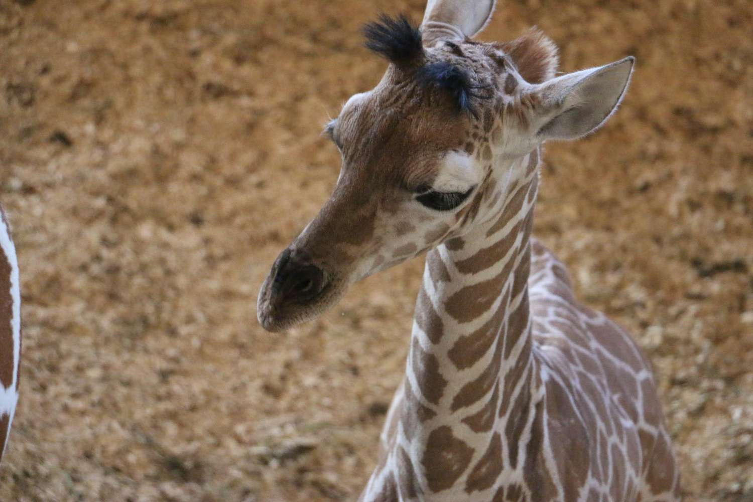 April The Giraffe S Baby Name Has Been Revealed And We Love It Parents