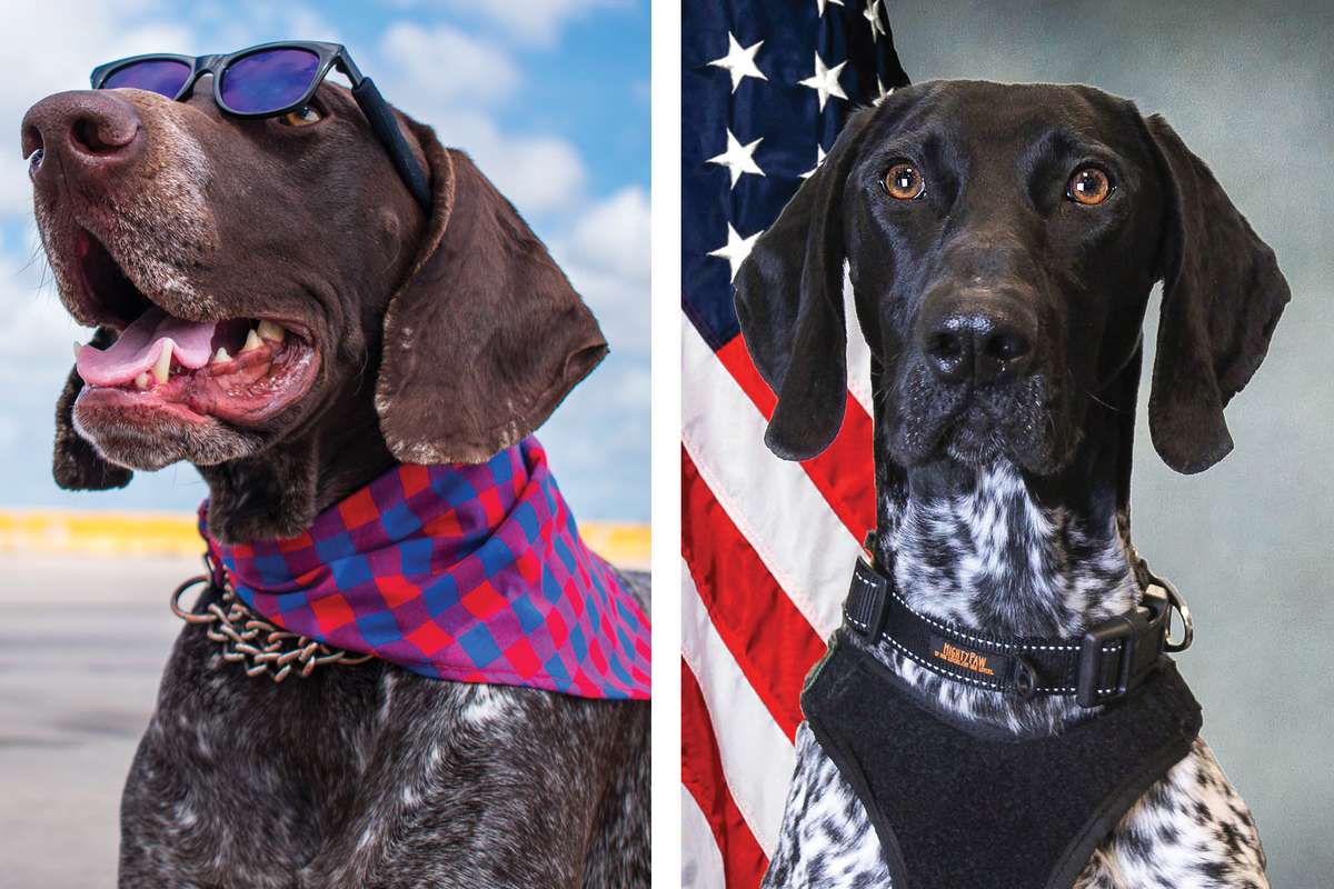 The TSA s New Working Canine Calendar Is Here To Make Your 2021 Better 