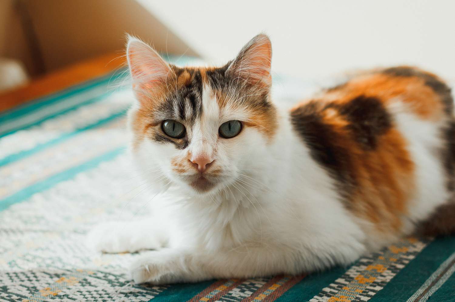 50 Perfect Calico Cat Names For Your Beautiful Kitty Better Homes Gardens