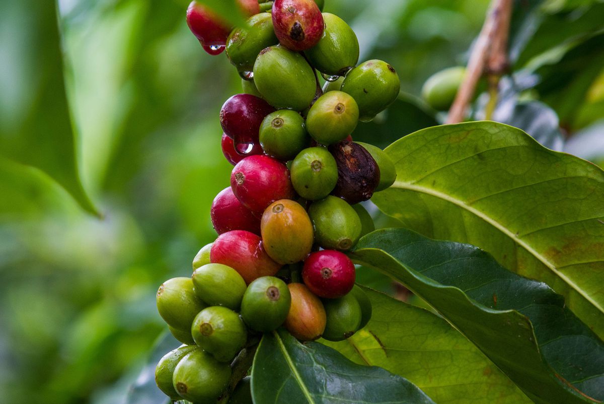 Robusta Coffee Beans May Not Be as Robust Against Climate Change as We Thought - Food & Wine