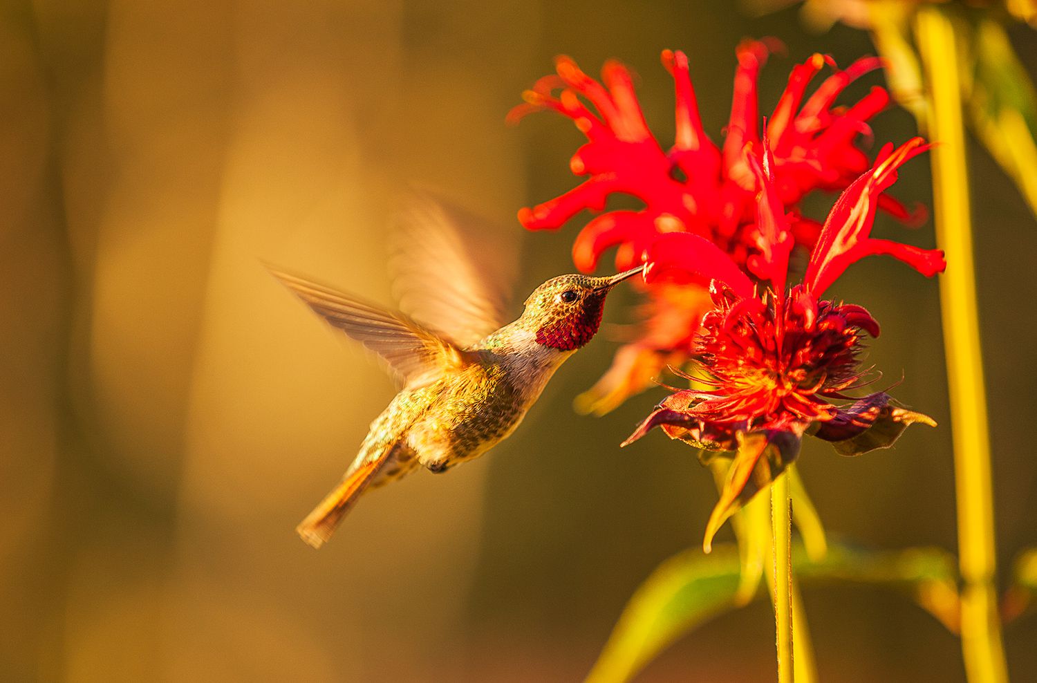 Favorite Plants Of Hummingbirds | Better Homes & Gardens