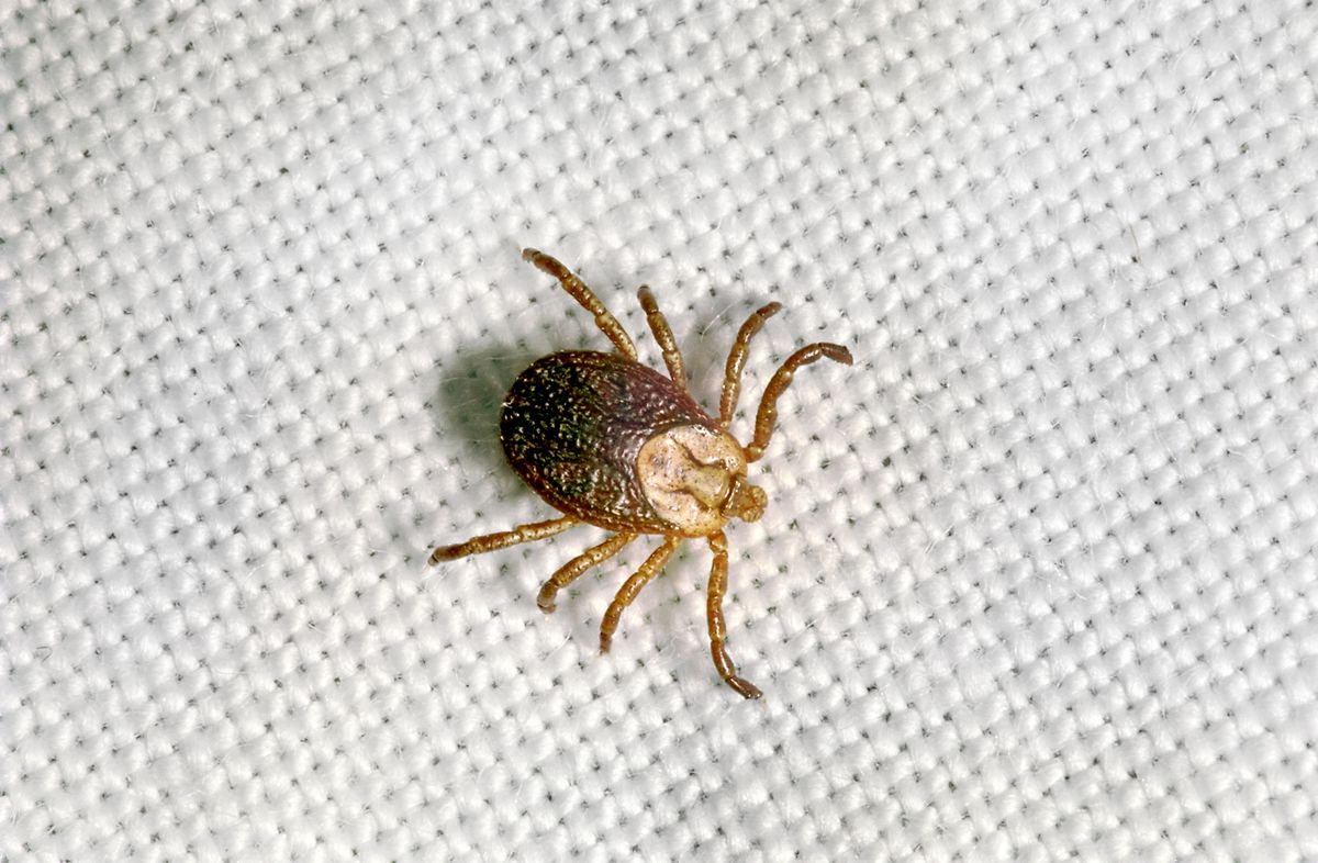 Here's Exactly What to Do If You Find a Tick on Your Clothes