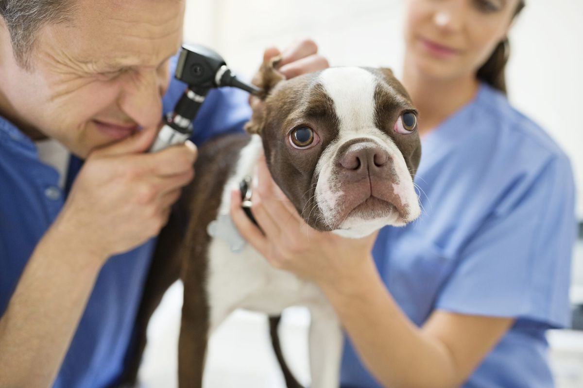 How to Decide If You Should Get Health Insurance for Your Pet