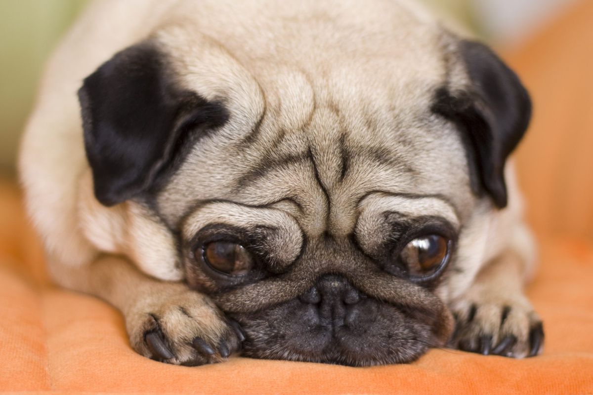 7 Ways to Relieve Your Dog's Anxiety