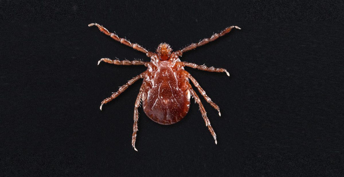 The Asian Longhorned Tick Has Now Been Found in 8 States, Says a New CDC Report. Here's What You Need to Know