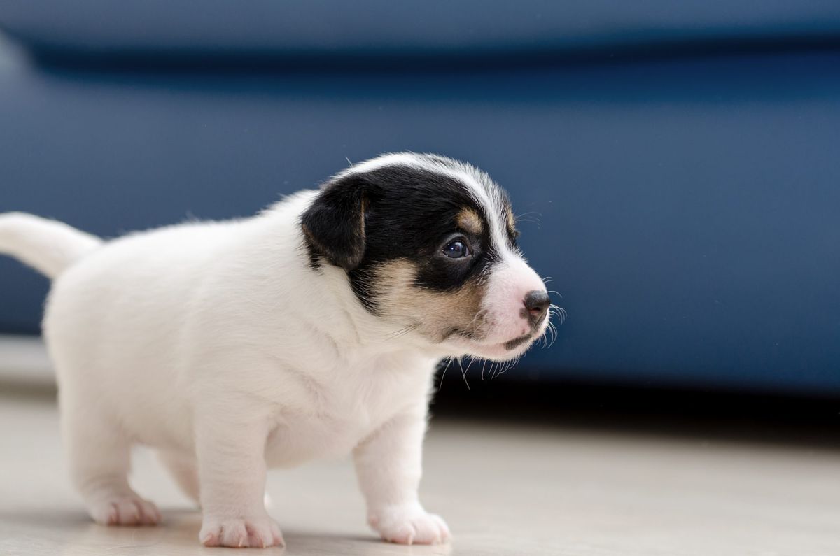 There's a Scientific Reason Why Puppies Are So Cute You Want to Eat Them