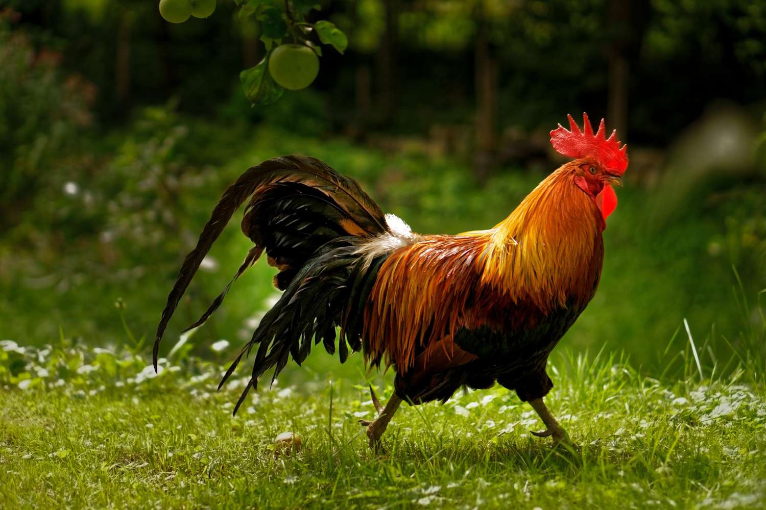 Cockfight Rooster Slices and Kills Man in India: Report | PEOPLE.com